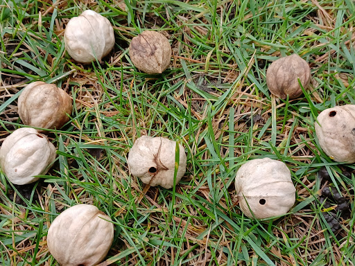 Park «Paulus Park», reviews and photos, 200 S Rand Rd, Lake Zurich, IL 60047, USA