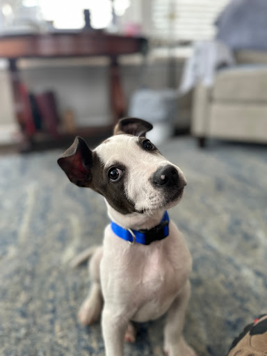 Animal Protection Organization «Greenville Humane Society», reviews and photos