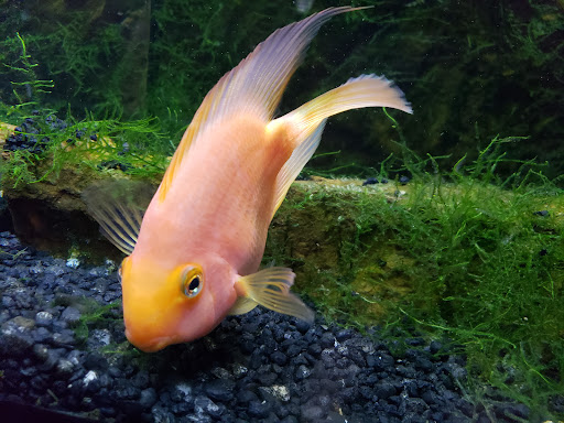 Pet Store «Fish & More Pet Store», reviews and photos, 310 E Main St #8, Sylva, NC 28779, USA