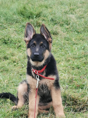 Serenity Dog 18 Education canine