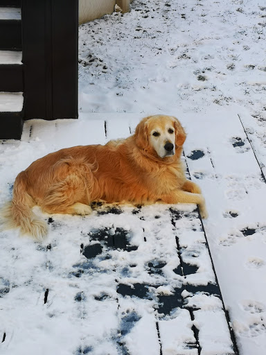 gold-or, éleveur de Golden retreiver