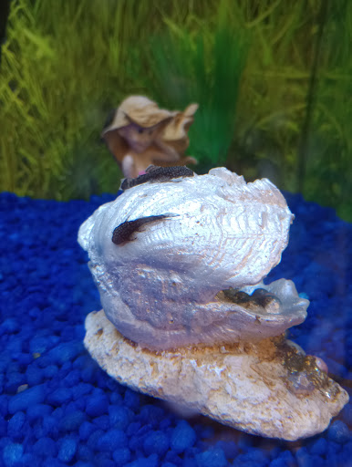 Pet Supply Store «PetSmart», reviews and photos, 3601 Rib Mountain Dr, Wausau, WI 54401, USA