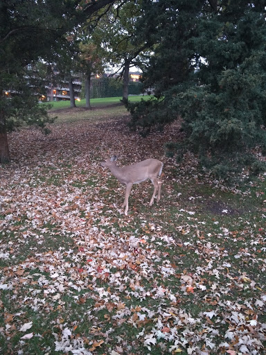 Park «McCullough Park», reviews and photos, W Illinois Ave, Aurora, IL 60506, USA