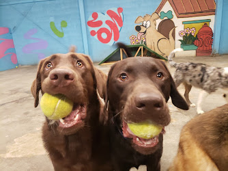 Furever Friends Play and Stay
