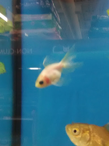 Pet Supply Store «Pet Supplies Plus», reviews and photos, 4250 N Alafaya Trail #240, Oviedo, FL 32765, USA