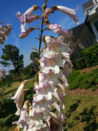 Golf Club «Hampton Hall», reviews and photos, 170 Hampton Hall Blvd, Bluffton, SC 29910, USA