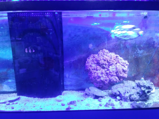 Pet Store «Aquarium & Reef Center», reviews and photos, 231 Del Prado Blvd, Cape Coral, FL 33990, USA