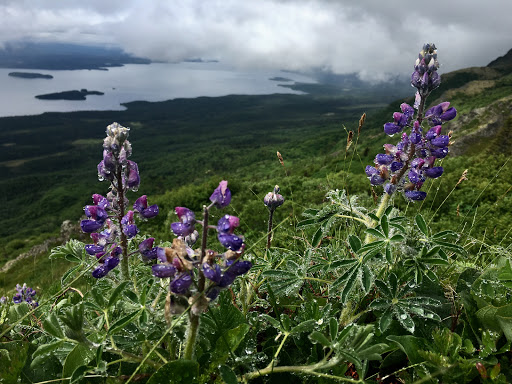 National Park «Katmai National Park and Preserve», reviews and photos