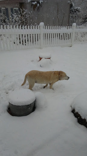 Golf Club «Alling Memorial Golf Course», reviews and photos, 35 Eastern St, New Haven, CT 06513, USA