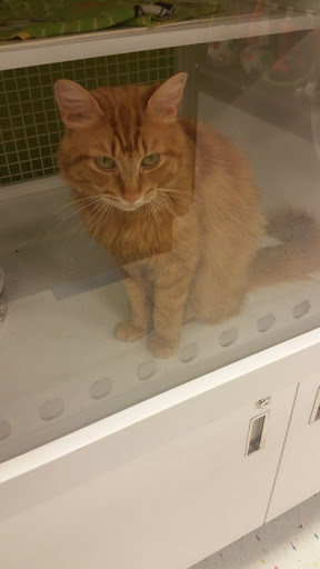 Pet Supply Store «Petco Animal Supplies», reviews and photos, 2617 196th St SW #141, Lynnwood, WA 98036, USA