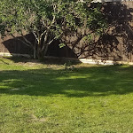 Photo n° 2 de l'avis de Michel.n fait le 19/03/2022 à 15:53 pour Alpa Paysage SARL à La Ferté-Saint-Cyr