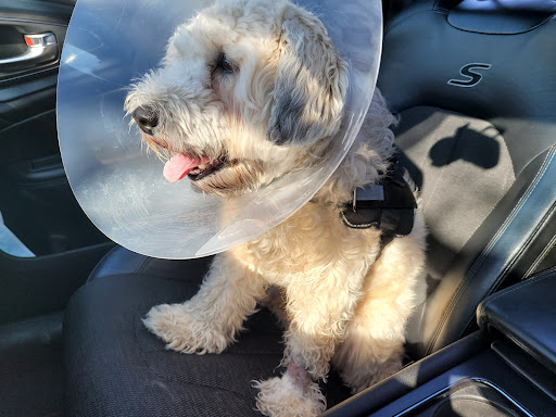 Banfield Pet Hospital image