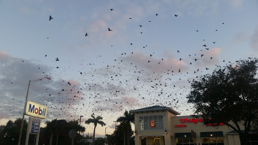 Sportswear Store «Shoe Gallery», reviews and photos, 244 NE 1st Ave, Miami, FL 33132, USA