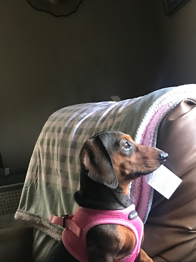 Pet Groomer «Shaggy Paws Spa, LLC.», reviews and photos, 6215 Chesapeake Cir Suite E, New Kent, VA 23124, USA