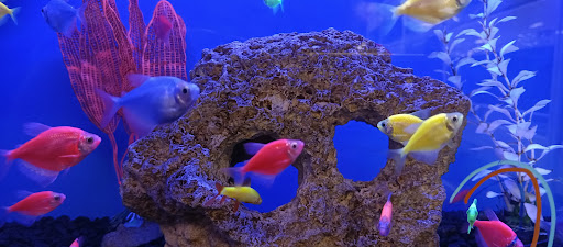 Pet Supply Store «Petco Animal Supplies», reviews and photos, 169 Federal Rd, Brookfield, CT 06804, USA