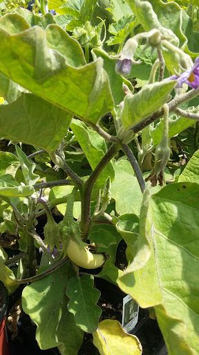 Garden Center «International Garden and Floral Design Center», reviews and photos, 155 N Sepulveda Blvd, El Segundo, CA 90245, USA