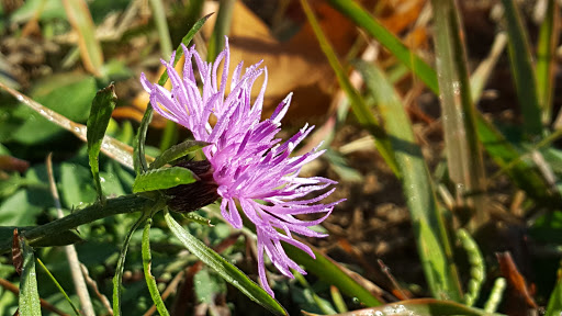 Park «Central City Park», reviews and photos, 36601 Ford Rd, Westland, MI 48185, USA