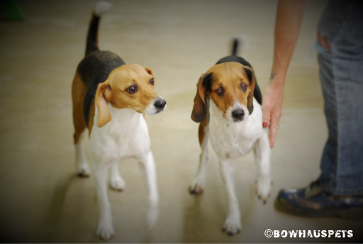 Dog Day Care Center «The Bowhaus Pet Company», reviews and photos, 2472 E Colorado Blvd, Pasadena, CA 91107, USA