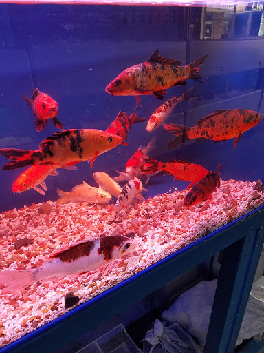 Tropical Fish Store «The Aquarium Connection», reviews and photos, 1663 E Los Angeles Ave, Simi Valley, CA 93065, USA