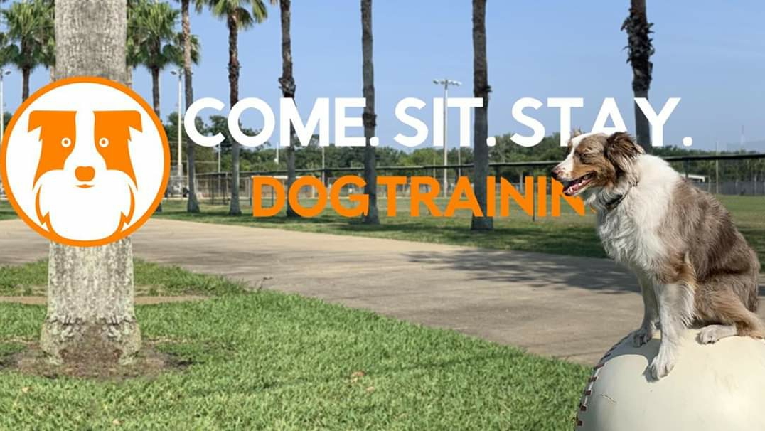 Come Sit Stay Dog Training