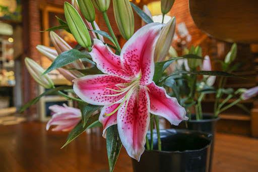 Florist «Foothill Flowers», reviews and photos, 102 W Main St, Grass Valley, CA 95945, USA