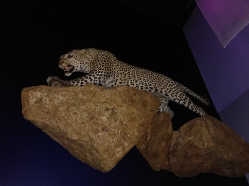 Art Museum «Newark Museum», reviews and photos, 49 Washington St, Newark, NJ 07102, USA