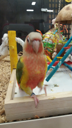 Pet Supply Store «PetSmart», reviews and photos, 950 Hanes Mall Blvd, Winston-Salem, NC 27103, USA