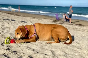 Hollywood Dog Beach image