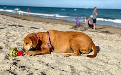 Hollywood Dog Beach image