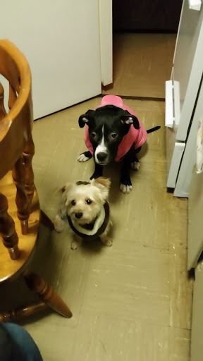 Tourist Attraction «Spirit of Boston», reviews and photos, 200 Seaport Blvd #75, Boston, MA 02210, USA