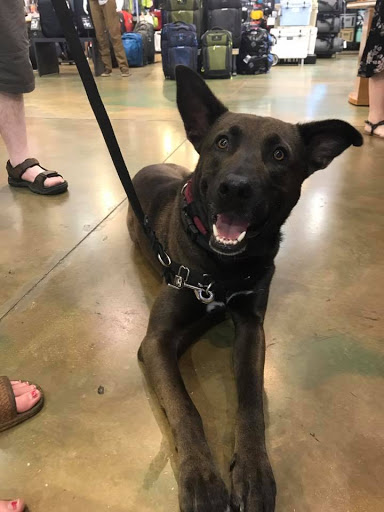 LOMA Behavior and Training: San Antonio Puppy and Behavior Specialists