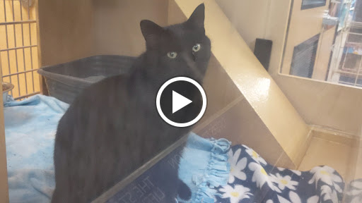 Pet Supply Store «PetSmart», reviews and photos, 5748 S Redwood Rd, Taylorsville, UT 84123, USA