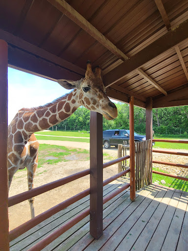 Safari Lake Geneva (online reservations required)