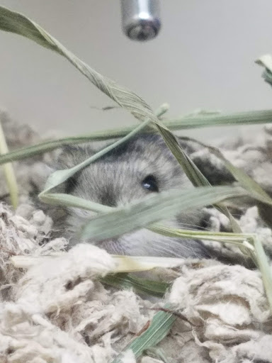 Pet Supply Store «Pet Supplies Plus», reviews and photos, 4500 Arroyo Vista, Livermore, CA 94551, USA