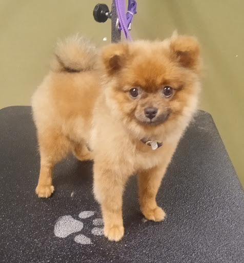 Pet Supply Store «EarthWise Pet Supply», reviews and photos, 3300 Hamilton Mill Rd #103, Buford, GA 30519, USA