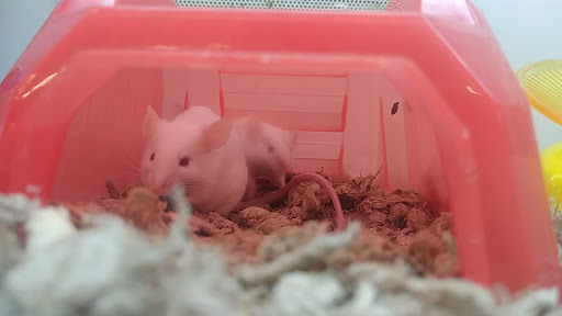 Pet Supply Store «Petco Animal Supplies», reviews and photos, 4491 Kirkwood Hwy, Wilmington, DE 19808, USA