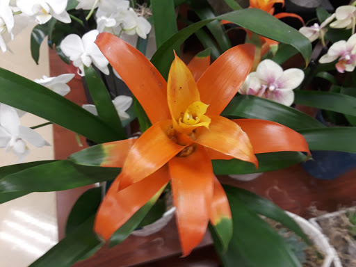 Grocery Store «Quality Food Center», reviews and photos, 460 E North Bend Way, North Bend, WA 98045, USA