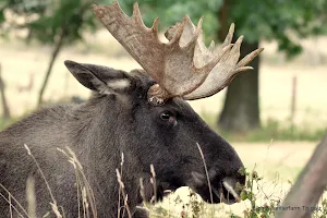 Moose and reindeer farm Golz image
