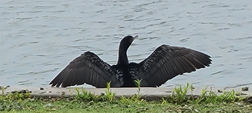 Memorial Park «E.B. Rains Jr. Memorial Park», reviews and photos, 11701 Community Center Dr, Northglenn, CO 80233, USA