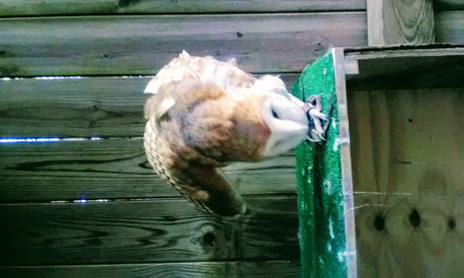 Park «Bays Mountain Park & Planetarium», reviews and photos, 853 Bays Mountain Rd, Kingsport, TN 37660, USA