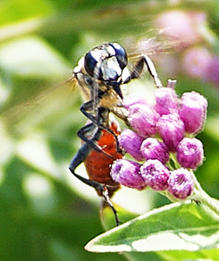 Nature Preserve «Cedar Ridge Preserve», reviews and photos, 7171 Mountain Creek Pkwy, Dallas, TX 75249, USA