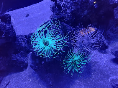 Biodiversarium à Banyuls-sur-Mer