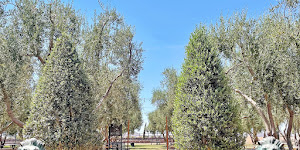 Queen Creek Olive Mill