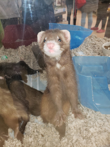 Pet Supply Store «Petco Animal Supplies», reviews and photos, 86 Storrs Rd, Mansfield Center, CT 06250, USA