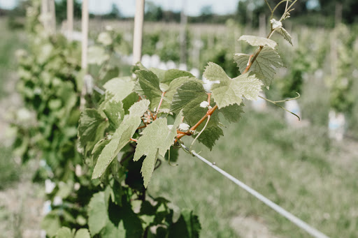 Vineyard «Black Birch Vineyard/ Black Birch Winery», reviews and photos, 108-109 Straits Rd, Hatfield, MA 01066, USA