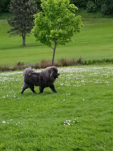 Golf Course «Laurelwood Golf Course», reviews and photos, 2700 Columbia St, Eugene, OR 97403, USA