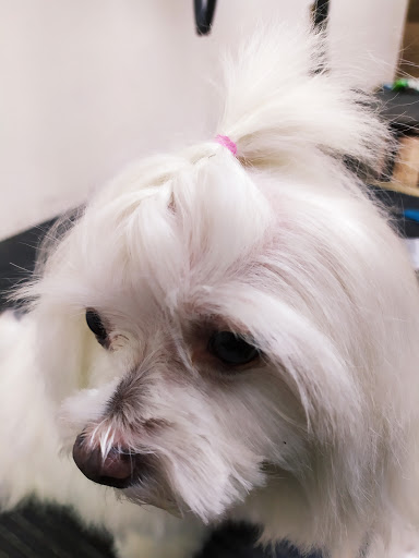 Cursos peluqueria canina Quito