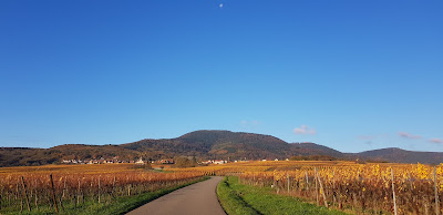Klevener de Heiligenstein à Gertwiller