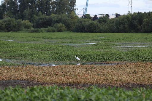 Nature Preserve «Smith and Bybee Wetlands Natural Area», reviews and photos, 5300 N Marine Dr, Portland, OR 97203, USA