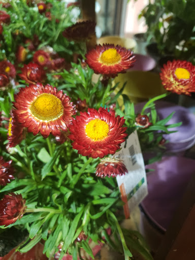 Grocery Store «Safeway», reviews and photos, 460 SW Mt Si Blvd, North Bend, WA 98045, USA